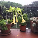 Pergolesi Bed & Breakfast Verona