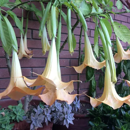 Bed and breakfast Pergolesi 4*