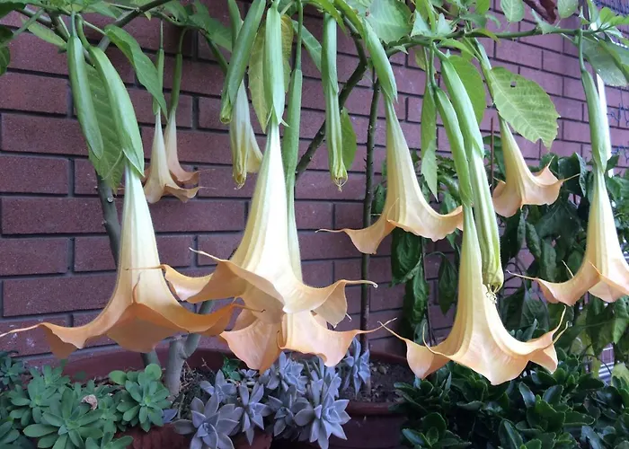 Frühstückspension Pergolesi 4*